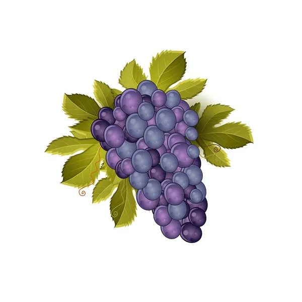 Cluster Grapes Leaves Realistic Looking Vector Illustration Clip Art — Stock Vector