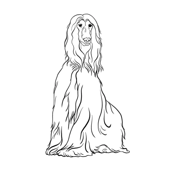 Afghan Hound Dog Rasse Doodle Stil Linie Zeichnung Vektor Schwarz — Stockvektor