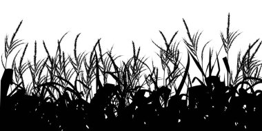 Mısır tarlası silueti siyah ve beyaz vektör çizimi