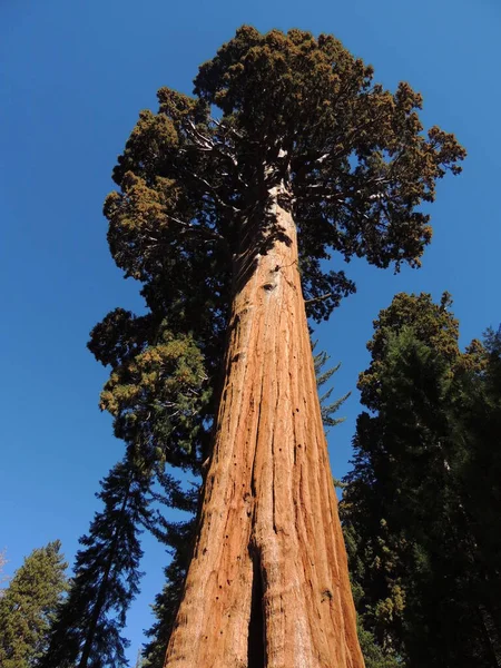 Grootste Bomen Ter Wereld — Stockfoto