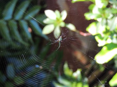 Ağaçtaki güzel yeşil örümcek