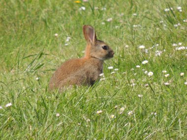 Çimlerde genç bir tavşan