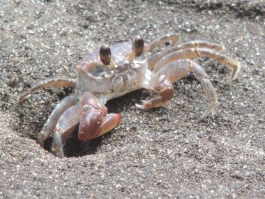 Sahildeki bir yengecin yanına.
