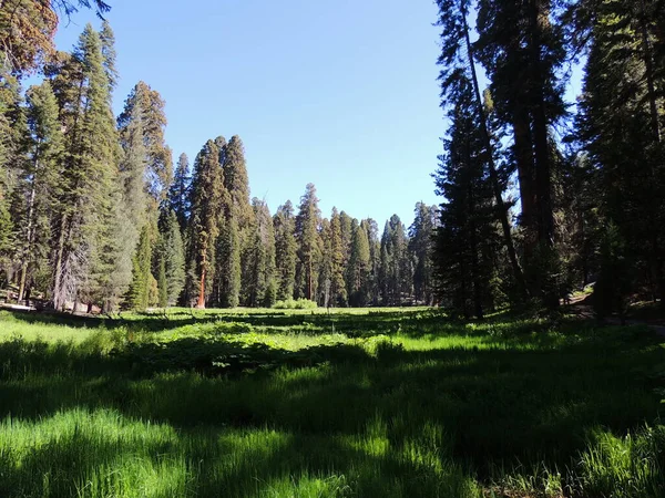 Beau Paysage Dans Parc Séquoia — Photo