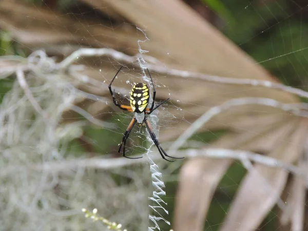 Павук Лісі — стокове фото