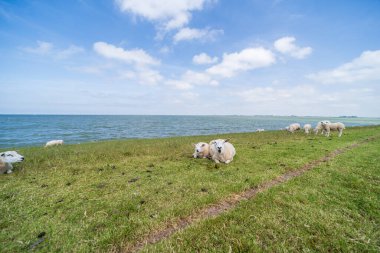Hollanda, Friese Meren 'deki IJsselmeer hendeğinde otlayan koyunlar.
