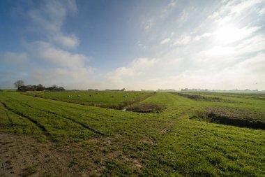 Hollanda 'nın Noard-East Fryslan kentindeki tarım arazileri