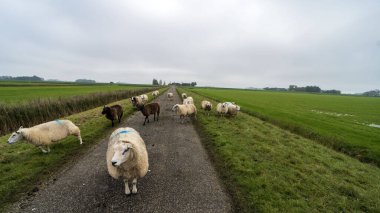 Hollanda, Ternaard yakınlarındaki yolda koyun var.