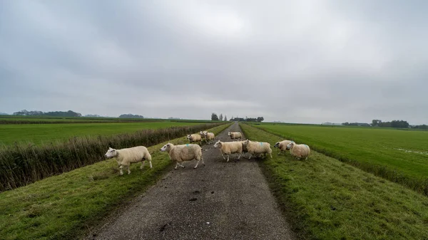 Sheep on the road near Ternaard, the Netherlands