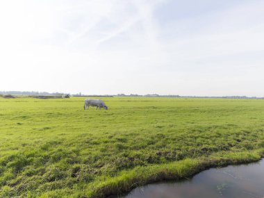 Hollanda, Abcoude yakınlarındaki bir çim tarlasında bir Gaskon ineği.