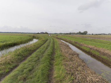 Weesp, Hollanda yakınlarındaki iki hendek arasında yürüyen bir patika..