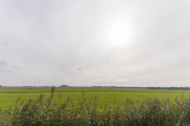 Weesp, Hollanda 'da bir tarım sahası