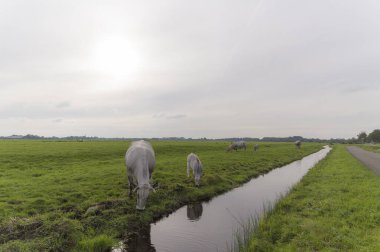 Hollanda, Abcoude yakınlarındaki bir çim tarlasında bir Gaskon ineği.