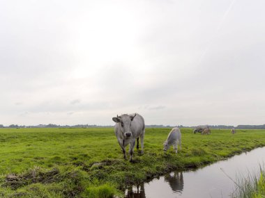 Hollanda, Abcoude yakınlarındaki bir çim tarlasında bir Gaskon ineği ve yavrusu.