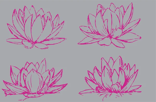 Set Lotus Drawing Pink — Stock Vector