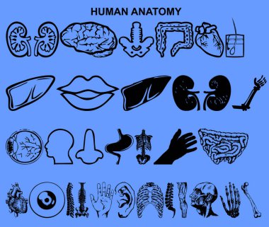 İnsan anatomisi vektörü kümesi