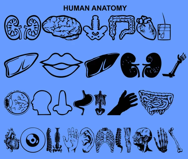 Set of human anatomy vector