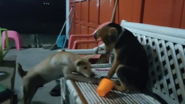 Köpeklerin oynadığı komik video.