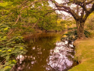 Bereketli doğanın portresi, huzur, sükunet ve sükunet iletiliyor. Gölün yüzeyindeki ağaçların yansıması tarafından vurgulanan su aynası ile bitki örtüsünün karşıtlığını sunar.