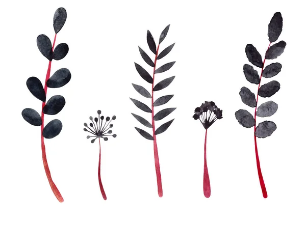 Σύνολο Των Υποκαταστημάτων Ακουαρέλα Και Λουλούδια Κόκκινο Και Μαύρο Φυτά — Φωτογραφία Αρχείου
