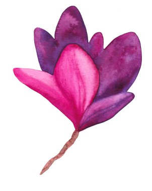 Suluboya Parlak Pembe ve Mor Manolya. Boyalı Çiçek. Botanik Resim Manolyası