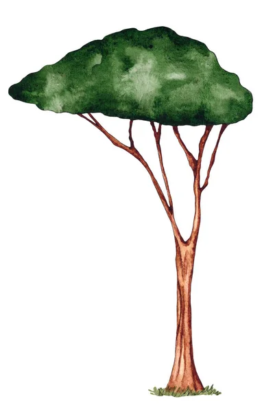 白色背景下孤立的非洲水彩树 植物学部分 绿树冠 — 图库照片