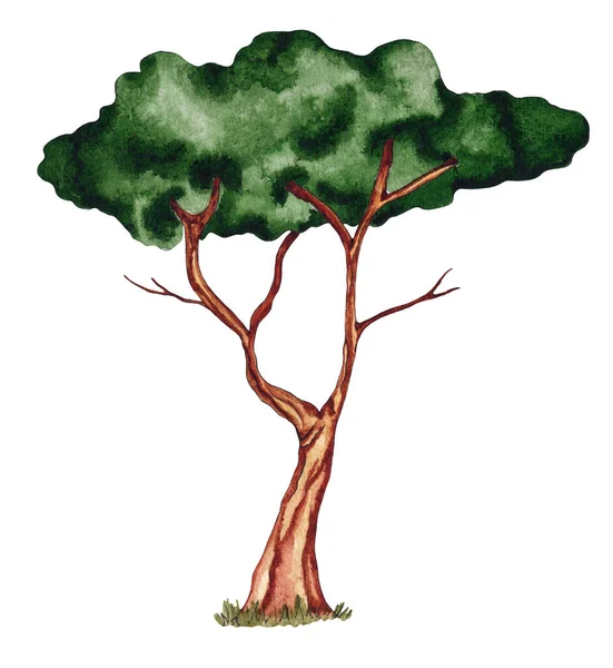 Aquarell Baum Mit Schiefem Stamm Isoliert Auf Weißem Hintergrund Botanischer — Stockfoto