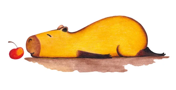 กการ เหล Capybara นอนบนท องของม อหน อดเดนท การ — ภาพถ่ายสต็อก