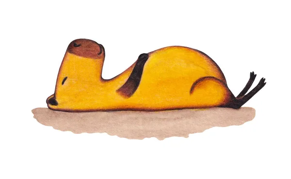 กการ Capybara นอนบนหล งของเขา ภาพของส ปภาพของ Rodent — ภาพถ่ายสต็อก