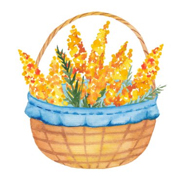 Basket 'teki suluboya sarı çiçekler. Mimosa İllüstrasyon. Çiçek resmi. Bitki kırpma sanatı. Yücelik