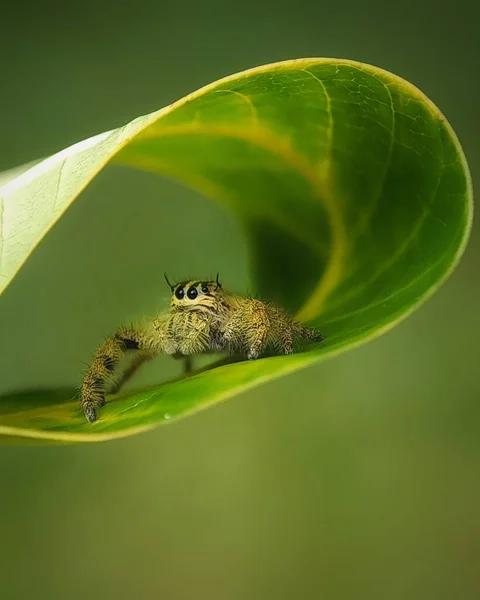 Tiny Spiders Hiding Leaves — Stock Photo, Image