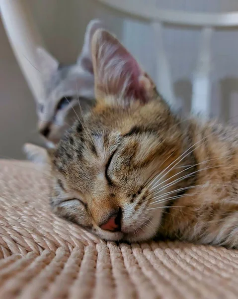 Котенок Мирно Спит Стуле — стоковое фото