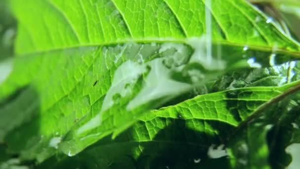 Ясные Капли Падают Зеленые Листья Туманном Фоне Свежие Листья Пышных — стоковое видео