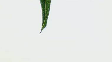 Şeffaf su damlası beyaz arka planda yavaşça taze yaprak aşağı akar. Yaz yağmurundan sonra canlı yeşillikler. Aşırı yakın çekim.