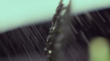 Küçük ağaç dalına sıkılmış temiz su yeşil yaprakları ıslatıyor. Stüdyodaki bulanık arka planda taze yeşillik.