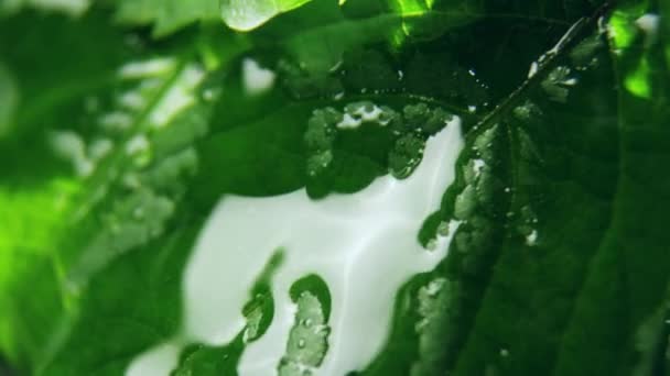 Klare Regentropfen Laufen Saftige Blätter Herunter Die Auf Ästen Garten — Stockvideo