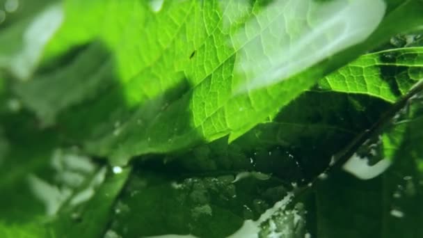 透明的雨滴落在新鲜的绿叶上 夏天的雨冲刷了公园里生长的野生植物 — 图库视频影像