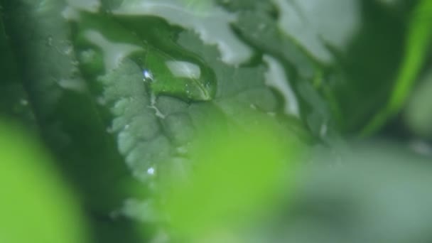 一滴滴清澈的水落在花园里长在树枝上的新鲜绿叶上 多雨天气下的夏日绿叶特写 — 图库视频影像