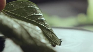 Temiz arka planda temiz su bulunan ıslak yaprağı cama daldıran kişinin eli. Suyun altında yeşil yapraklar, çok yakın çekim.