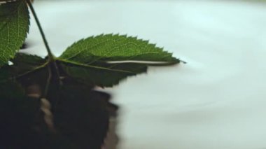 Taze yapraklı küçük ağaç dalı parlak güneş ışığında temiz sudan çıkar. Stüdyoda çekim için yeşil yapraklar.