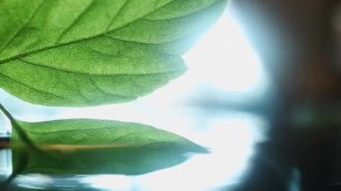 Sahne ışıklarıyla aydınlatılmış kristal temiz sudan çıkarılan yeşil yaprak görüntüsü. Reklam makrosu için iyi kalite yeşil yaprak klipsi