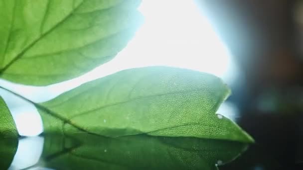 Doğal Yeşil Yaprakları Olan Küçük Bir Dal Suya Bulanmış Profesyonel — Stok video