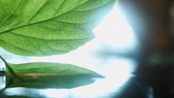 Profesionální Natáčení Čerstvých Zelených Listů Ponořených Vody Studiu Čerstvé Rostliny — Stock video