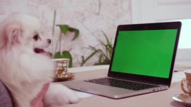 Kadın, yeşil renkli ekranlı açık dizüstü bilgisayarın yanında oturan tüylü köpeği okşuyor. Modern elektronik cihaz ve evcil hayvan masa kapanışında.
