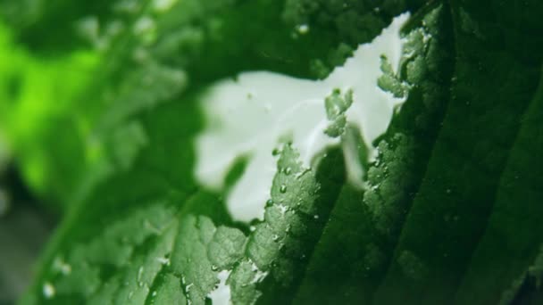 Naturalna Woda Spada Myje Nasączone Zielone Liście Trwa Ślady Grube — Wideo stockowe