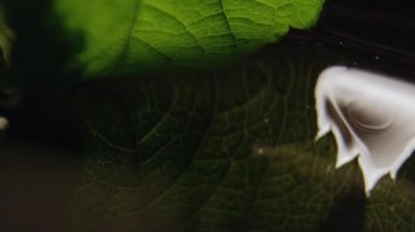 Yeşil yaprak temiz suya daldırılır ve küçük damlacıklar boyunca sürüklenerek sıvıya dönüşür. Su yüzeyinde doğal yapraklar sürükleniyor.