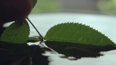 Yeşil yapraklar batar ve temiz suda küçük halkalar oluşturur. Doğal bitki örtüsü, şeffaf suda iz bırakır ve halka oluşturur.