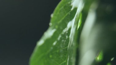Doymuş yeşil yapraklardan küçük damlacıklar düşer ve doğal yaprakların üzerindeki son izler. Sırılsıklam olmuş yapraklardan bir damla su dökülüyor.