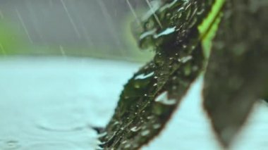 Doğal yapraklar, kase içinde temiz suya daldırılır ve damlacıklar tarafından doygunlaştırılır. Su sıçrar ve yeşil yaprakların üzerine son damla damlatır