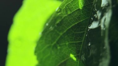 Kalın su damlaları ve yeşil yaprakların üzerindeki son izler. Doğal yapraklar doymuş ve suyla ıslanmış. Düşüyor ve damlalar bırakıyor.
